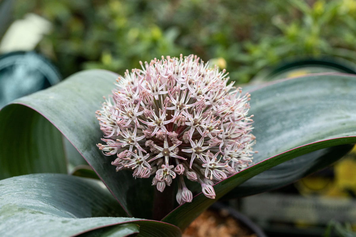 Blumenzwiebel - Allium karataviense 5er Packung
