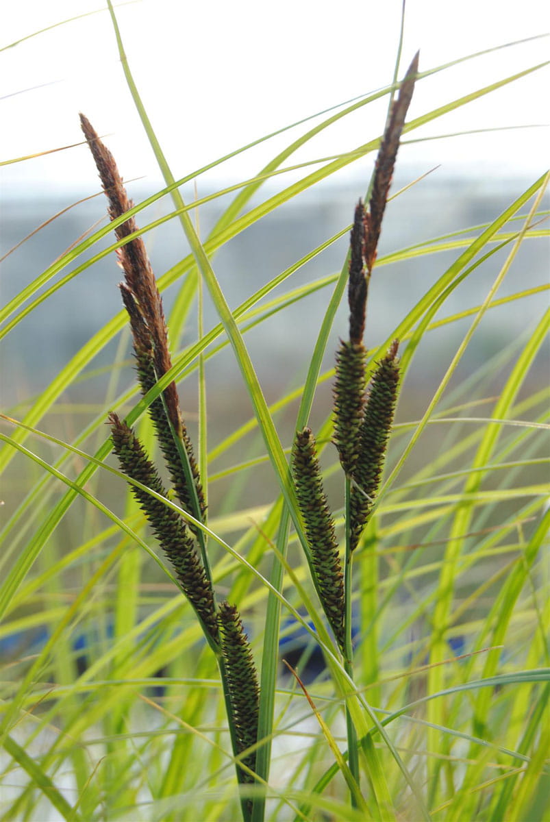 Schlanke Segge • Carex acuta
