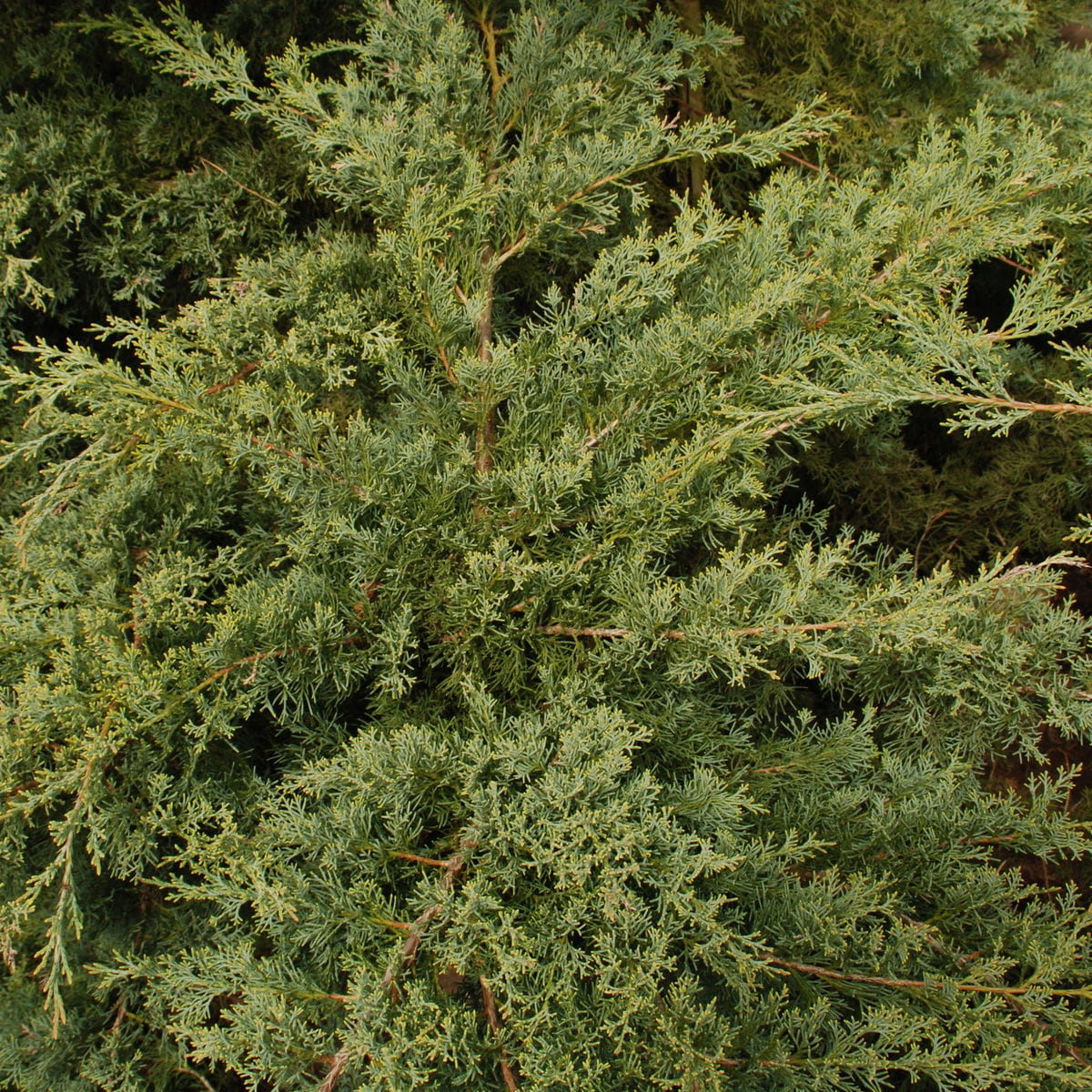 Grauer Pfitzerwacholder 'Hetzii' • Juniperus media 'Hetzii' Ansicht 1