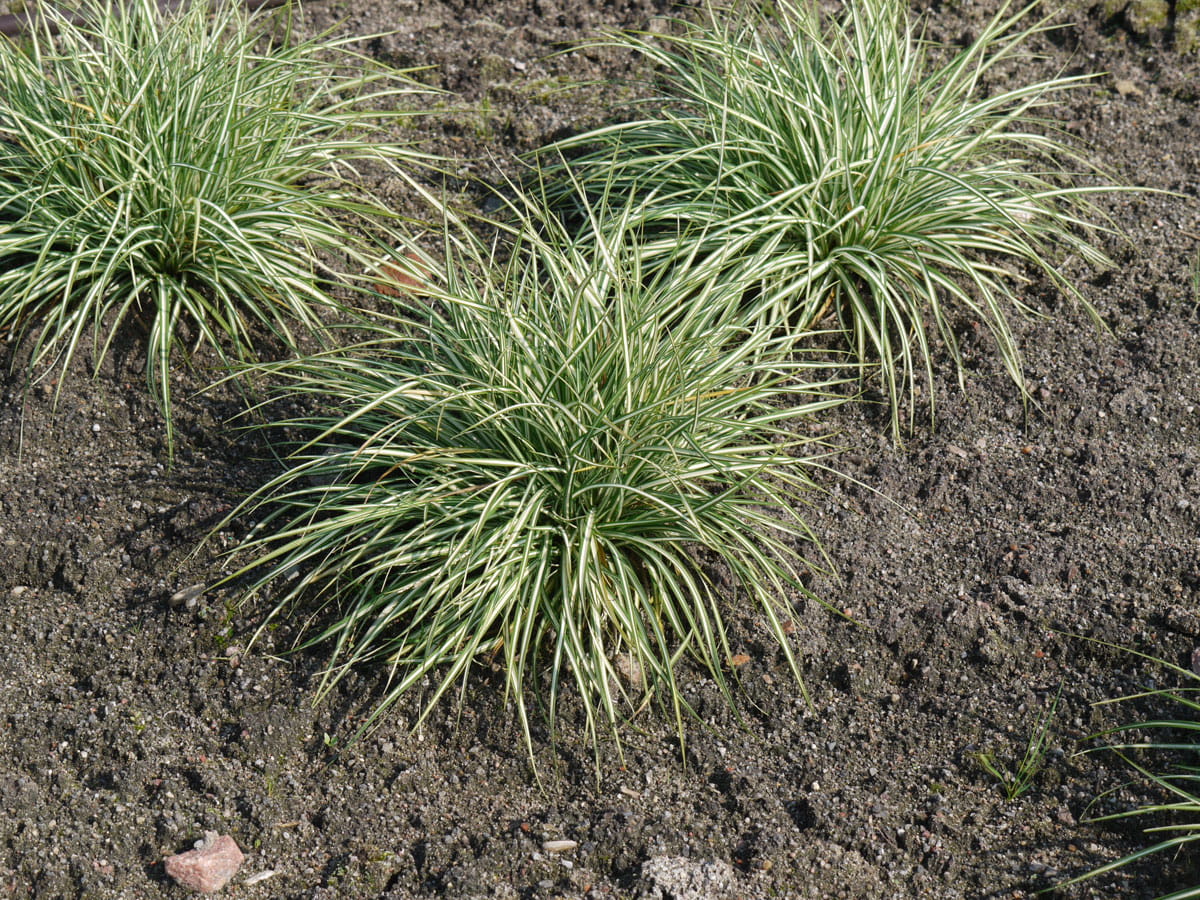 Vogelfuß-Segge 'Variegata' • Carex ornithopoda 'Variegata'