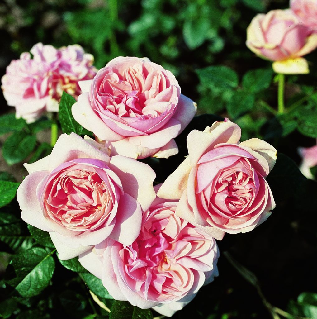 Edelrose 'Aphrodite' • Rosa 'Aphrodite' Ansicht 6