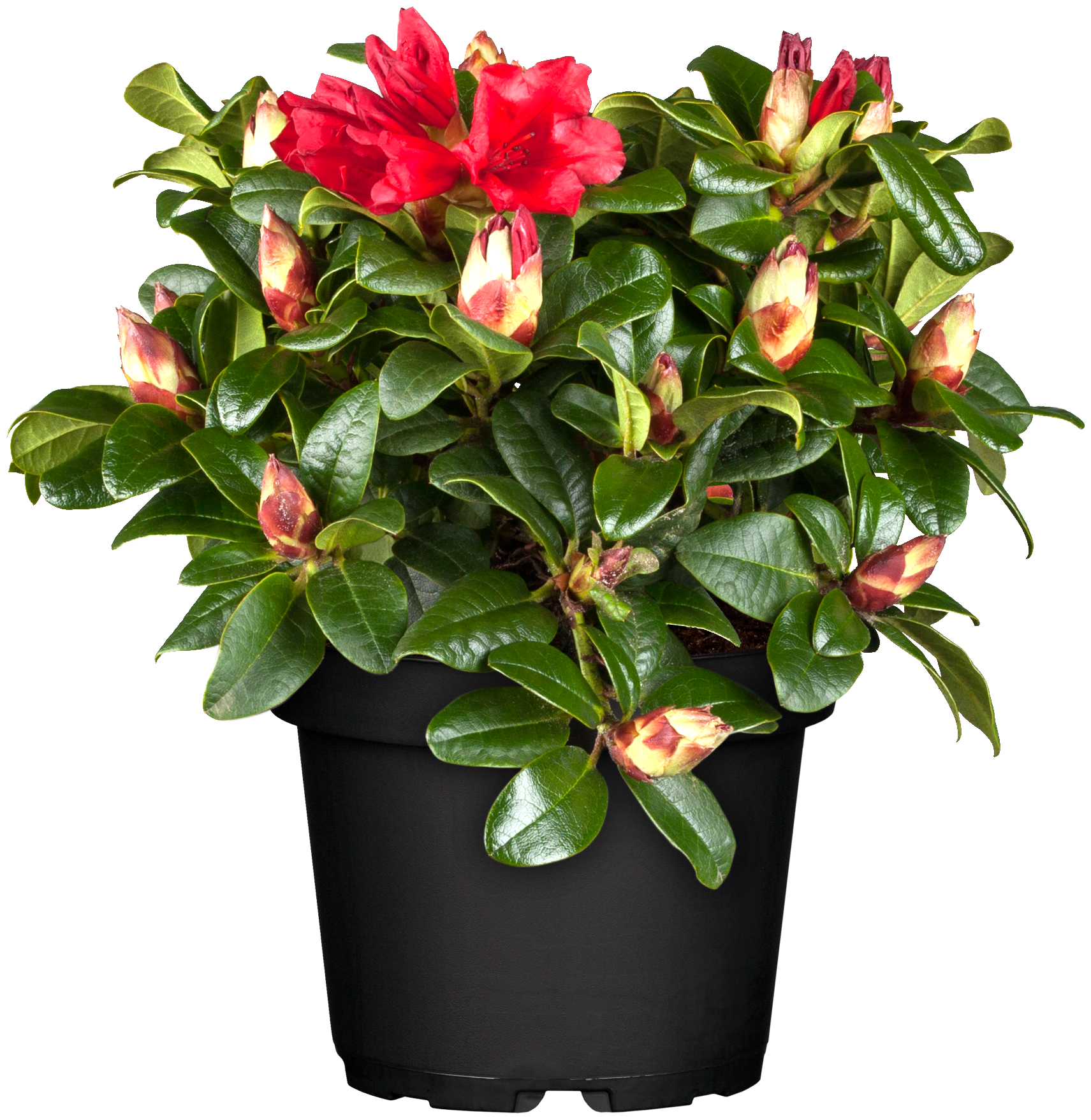 Zwergrhododendron 'Scarlet Wonder' • Rhododendron repens 'Scarlet Wonder' Ansicht 6