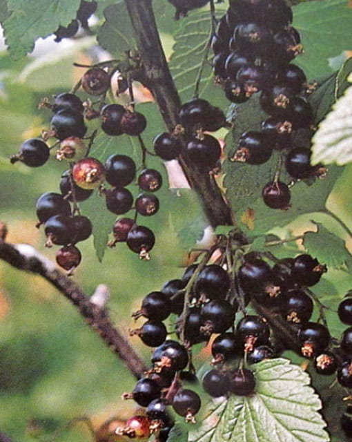 Schwarze Johannisbeere 'Titania' • Ribes nigrum 'Titania' Ansicht 2