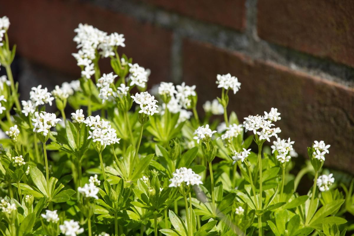 Waldmeister • Galium odoratum