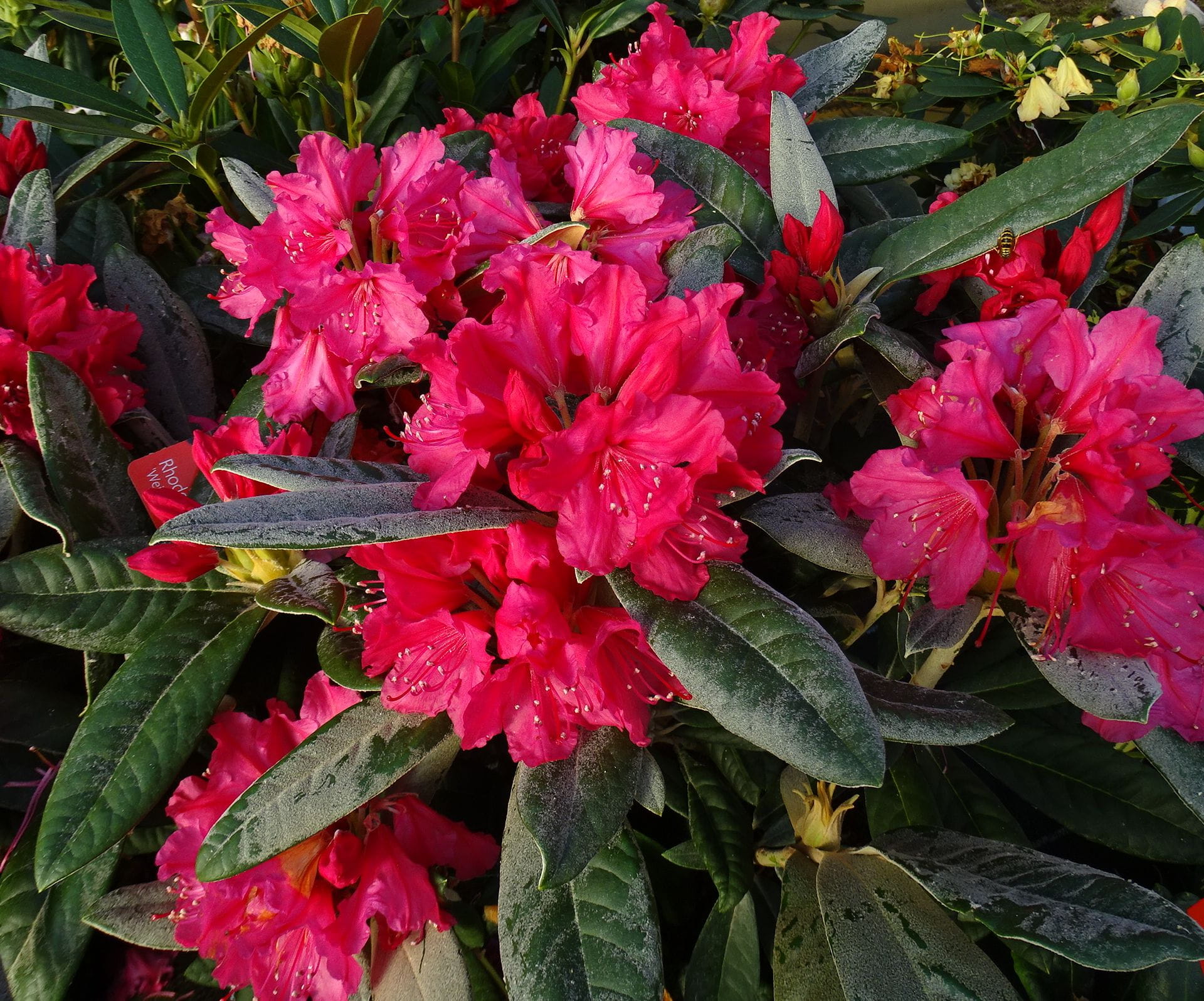 Rhododendron 'Weinlese' • Rhododendron smirnowii 'Weinlese'
