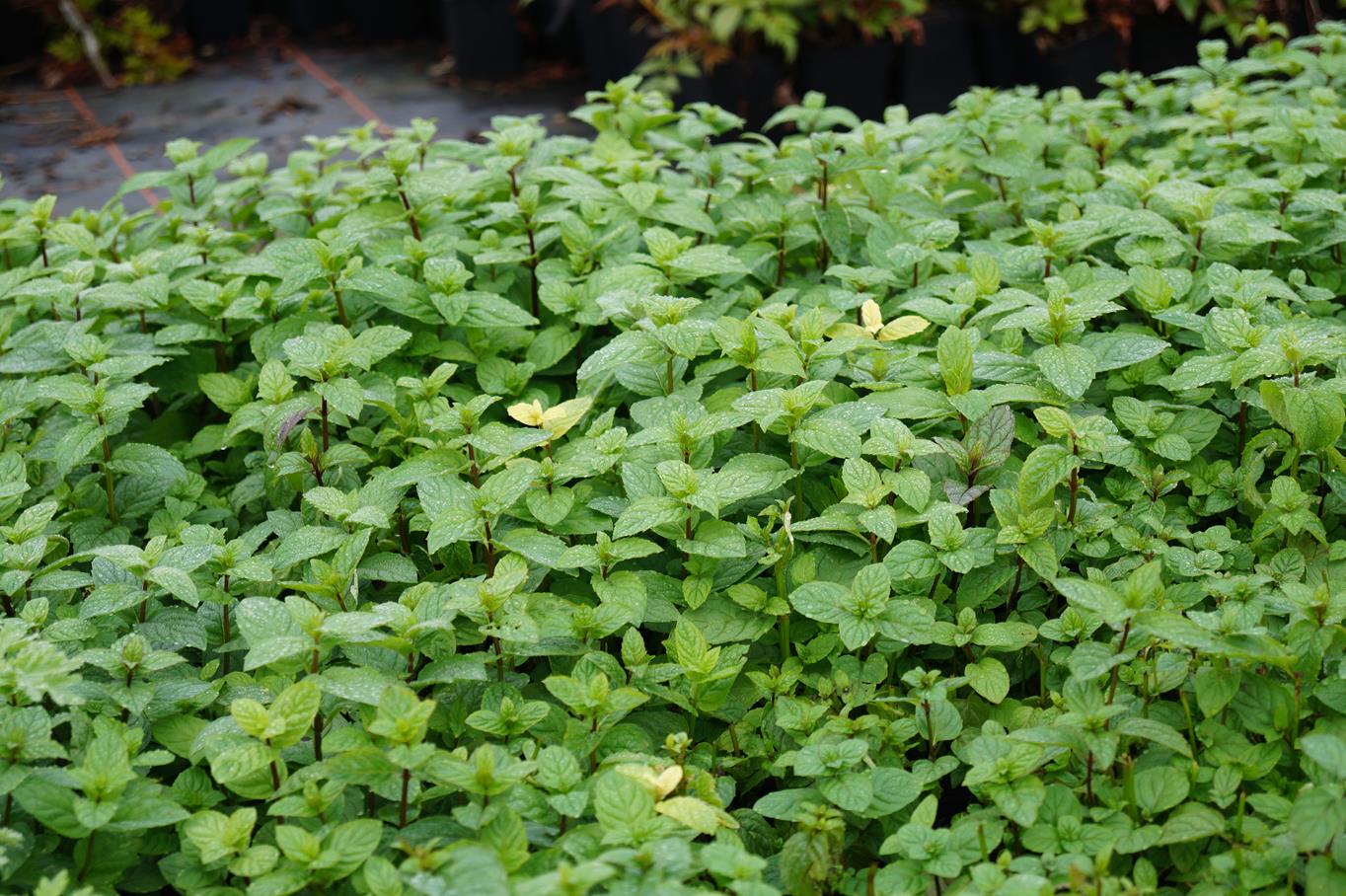 Pfefferminze • Mentha x piperita Ansicht 4