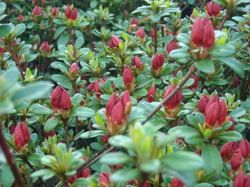 Rhododendron 'Fridoline' • Rhododendron obtusum 'Fridoline'