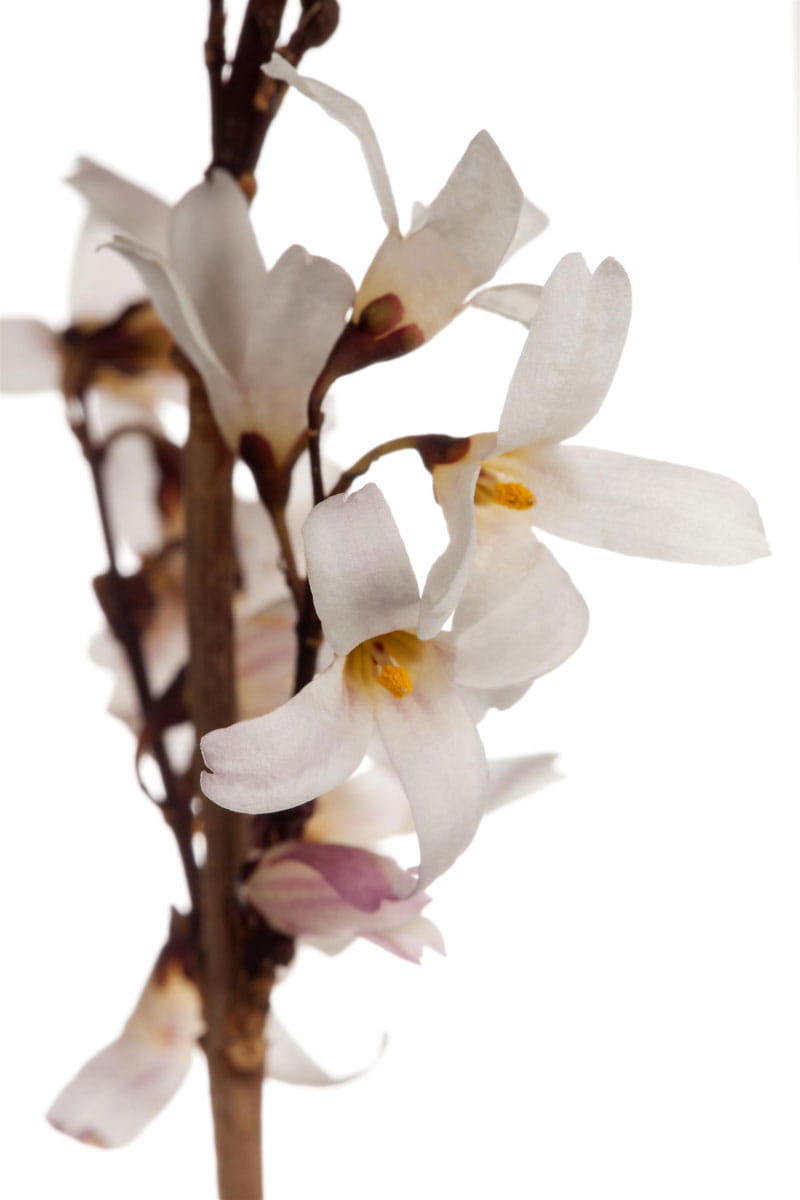 Rosenforsythie • Abeliophyllum distichum 'Roseum' Ansicht 1