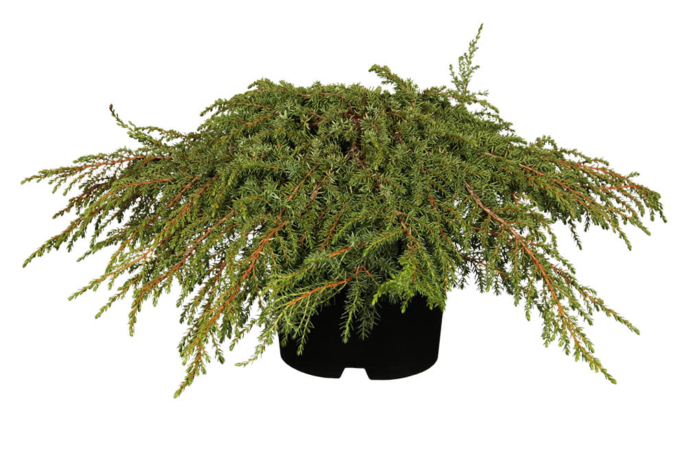Kriech-Wacholder 'Green Carpet' • Juniperus communis 'Green Carpet' Ansicht 3