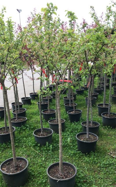 Zierapfel 'Evereste' • Malus-Hybride 'Evereste' Containerware Stämmchen, Stammhöhe 80 cm Ansicht 2