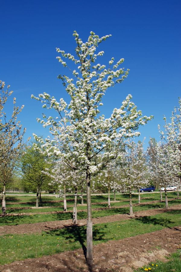 Birne 'Gute Graue' • Pyrus communis 'Gute Graue' Ansicht 4