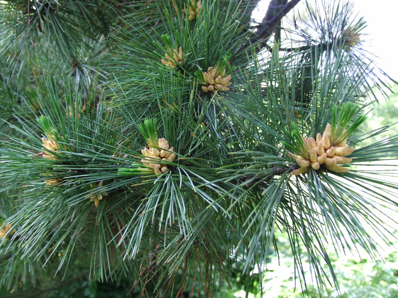 Mazedonische Kiefer • Pinus peuce