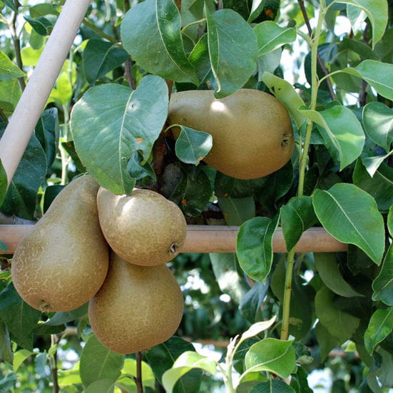 Birne 'Gute Graue' • Pyrus communis 'Gute Graue'