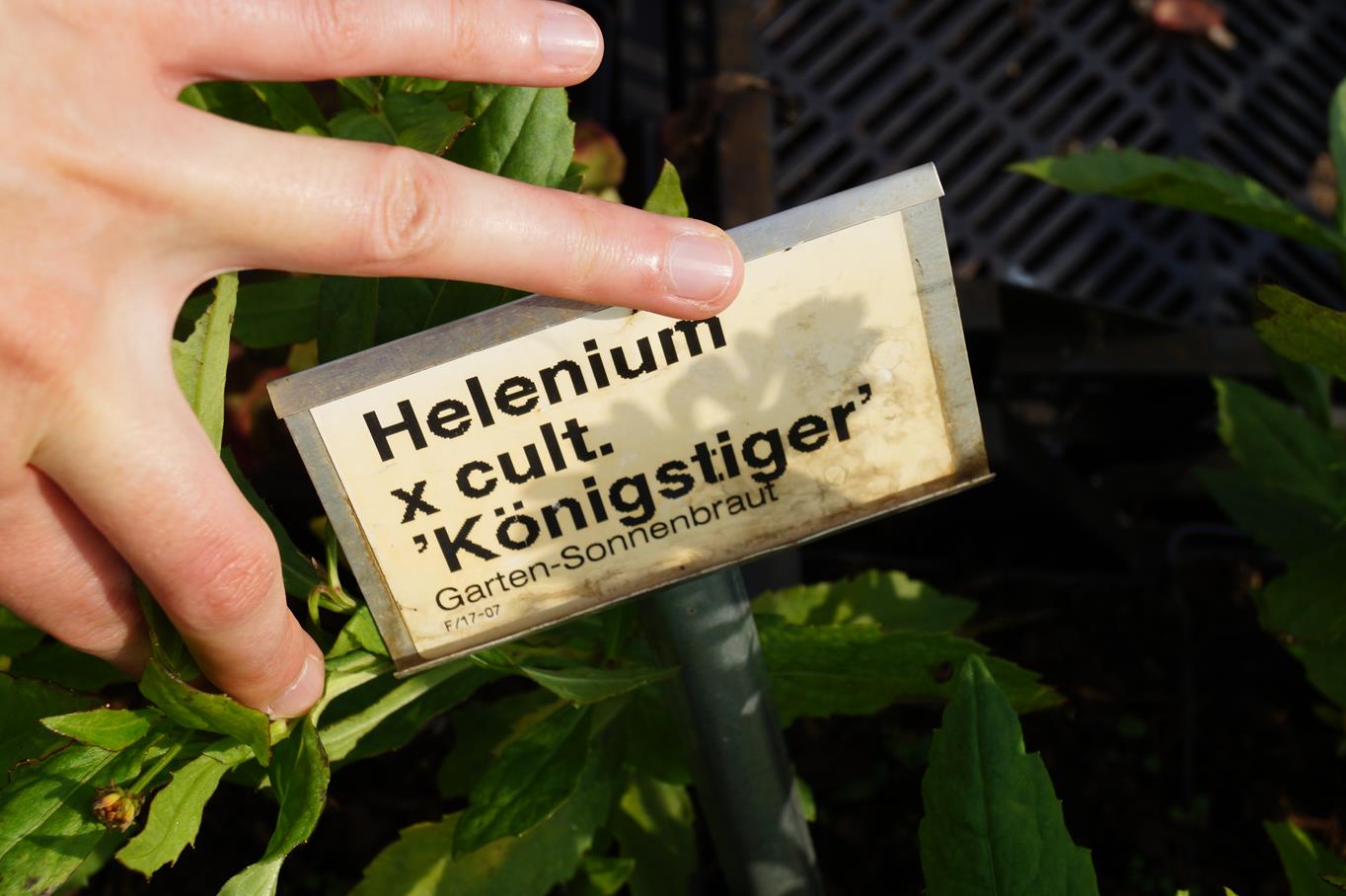 Sonnenbraut 'Königstiger' • Helenium x cult. 'Königstiger' Ansicht 6
