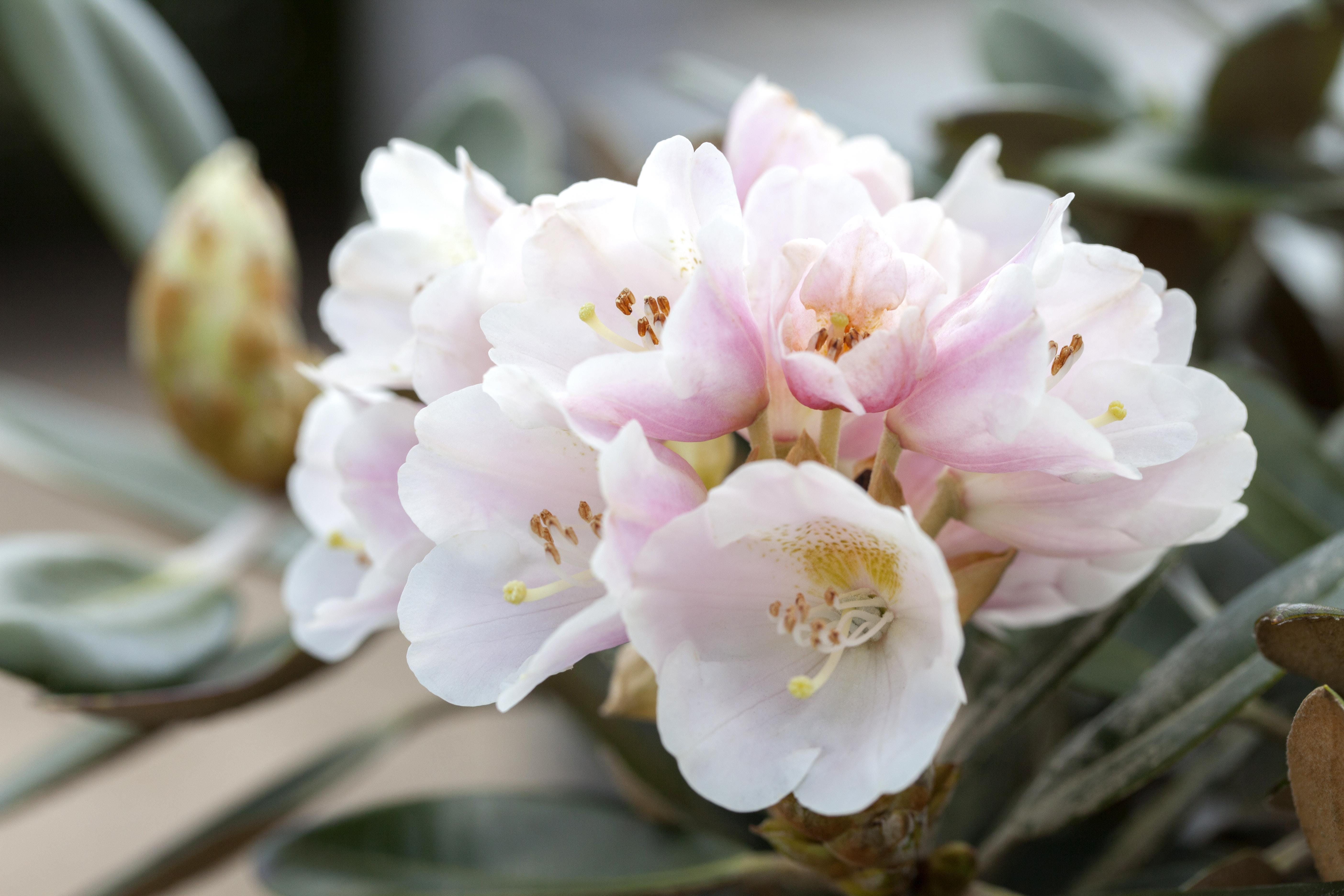 Rhododendron 'Silbervelours' • Rhododendron pachysanthum 'Silbervelours'
