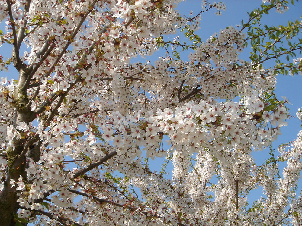 Tokio Kirsche • Prunus yedoensis Ansicht 3