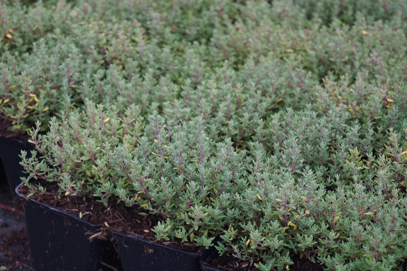 Thymian 'Compactus' • Thymus vulgaris 'Compactus' Ansicht 3