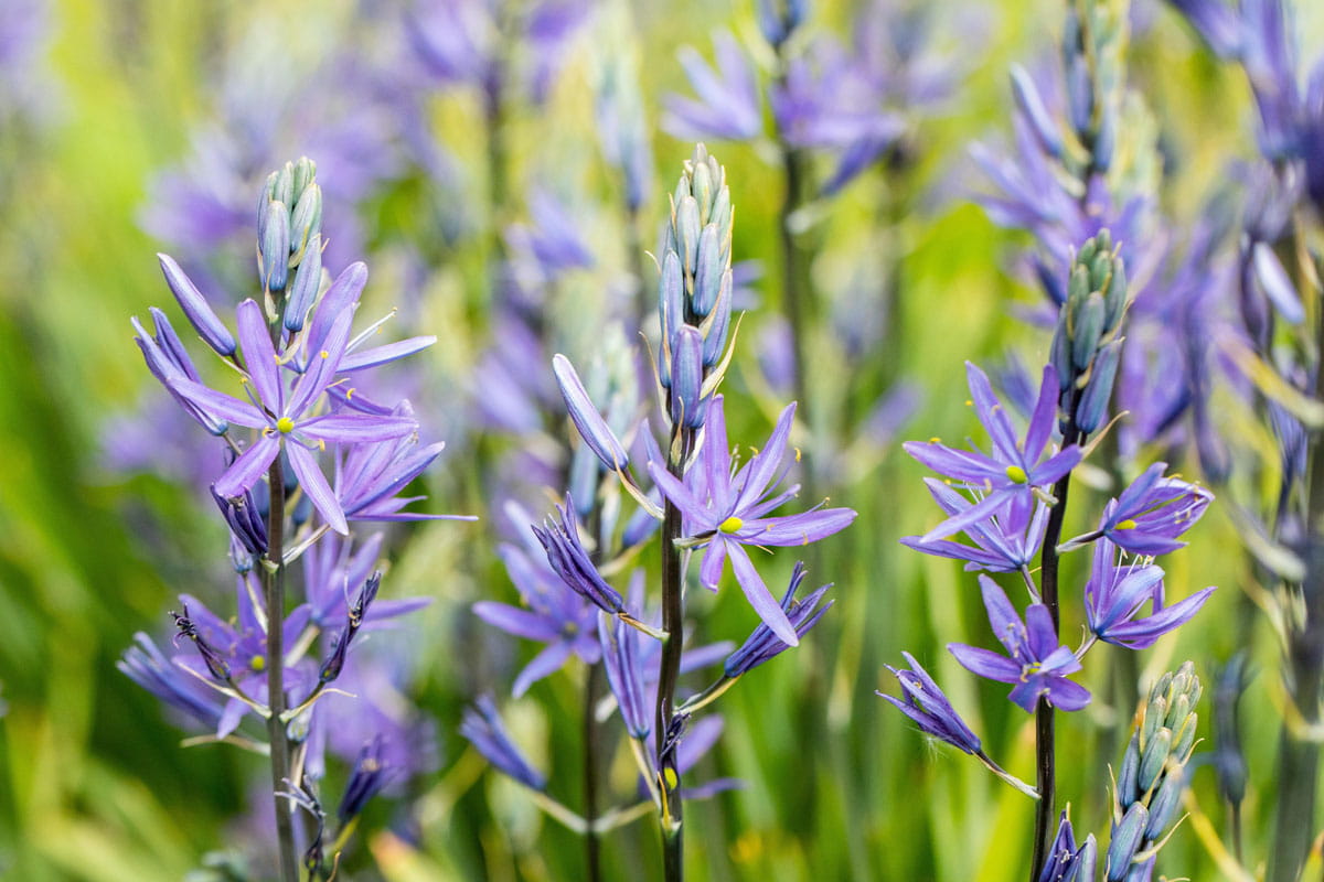 Blumenzwiebel - Camassia leichtlinii 'Caerulea' 2er Packung