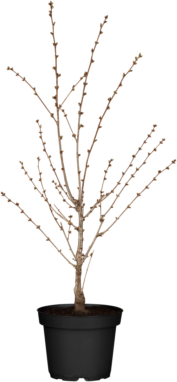 Scharlachkirsche • Prunus sargentii, Veredlung Containerware 40-60 cm Ansicht 1