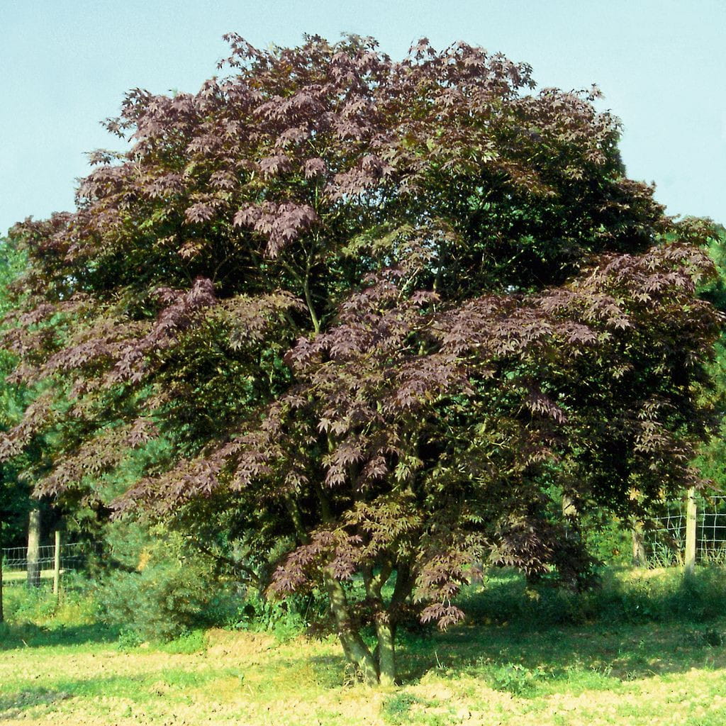 Fächerahorn 'Deshojo' • Acer palmatum 'Deshojo' Ansicht 4
