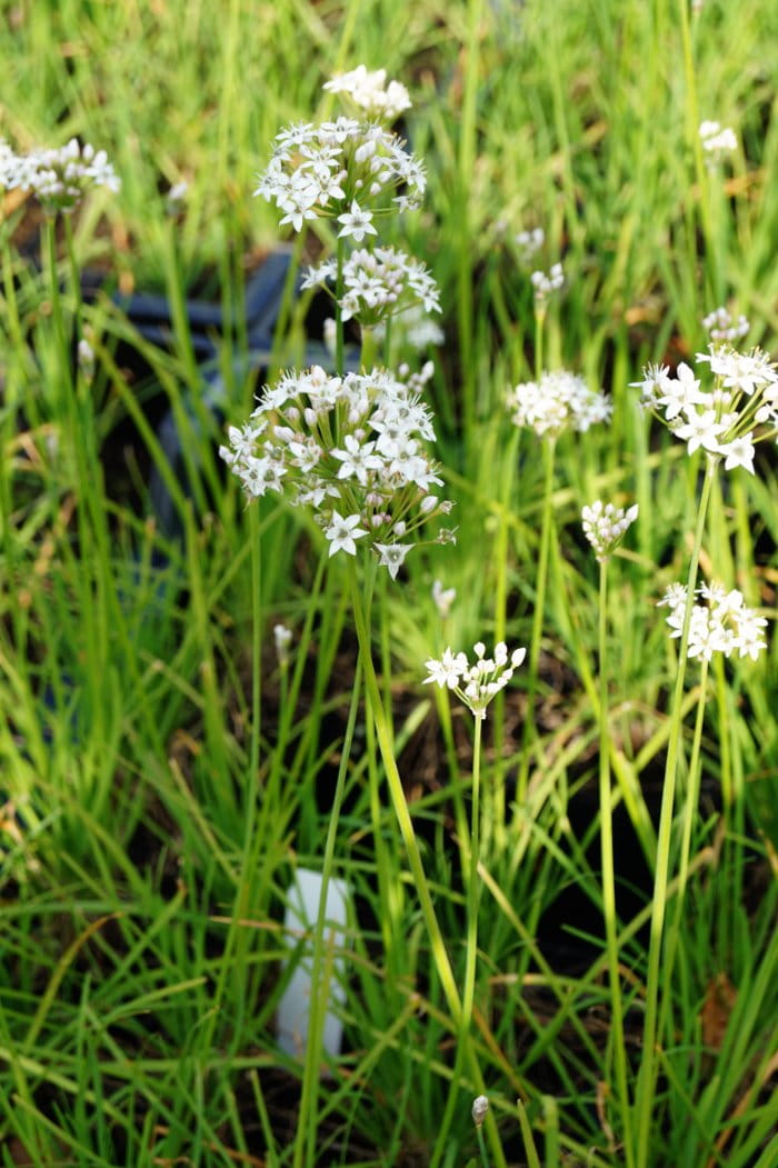 Schnittknoblauch • Allium tuberosum Ansicht 3