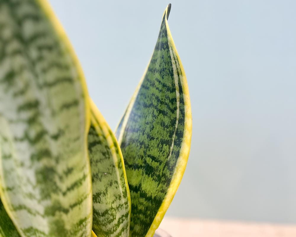 Bogenhanf 'Superba' • Sansevieria trifasciata 'Superba' Topfdurchmesser 12 cm, 30 cm hoch Topfware Ansicht 3