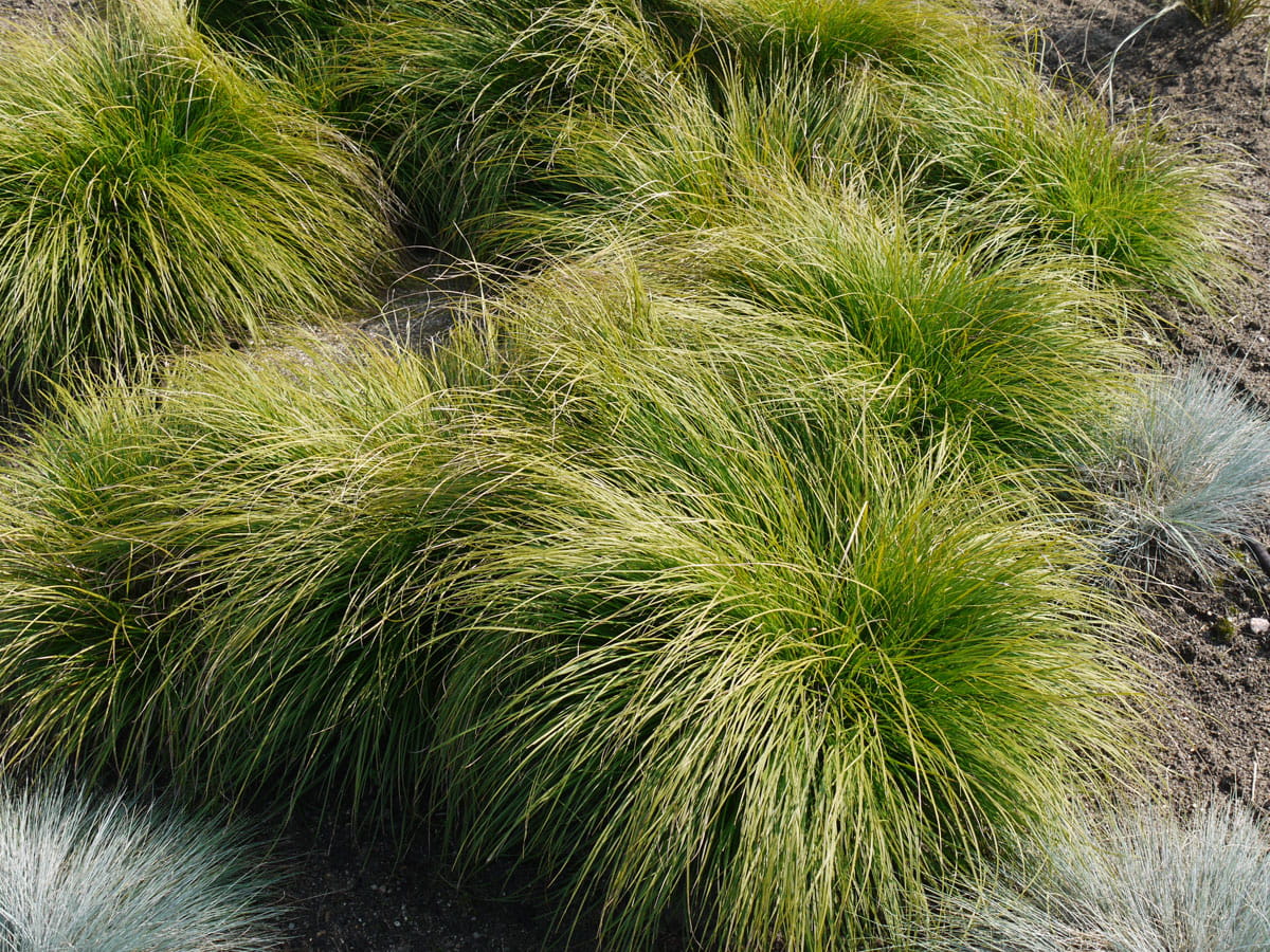 Berg-Segge • Carex montana