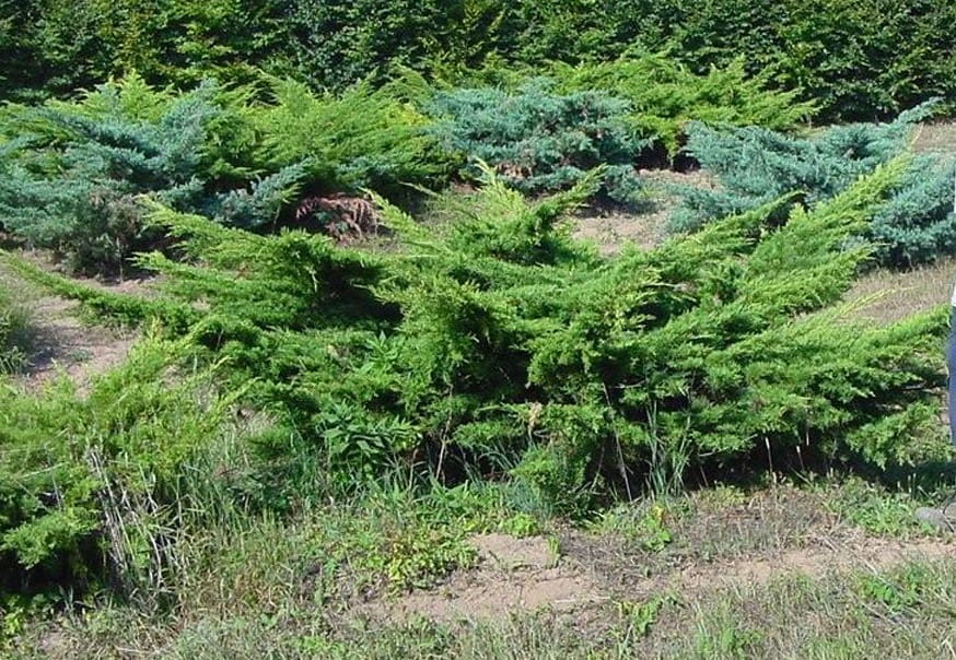 Pfitzerwacholder • Juniperus media 'Pfitzeriana' Ansicht 4