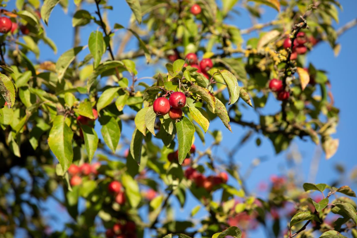 Wildapfel • Malus sylvestris