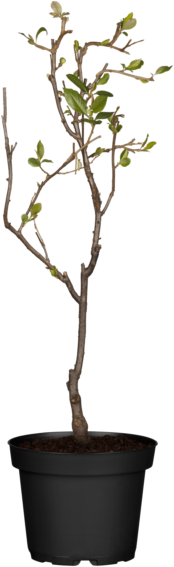 Zierquitte • Chaenomeles japonica Ansicht 5