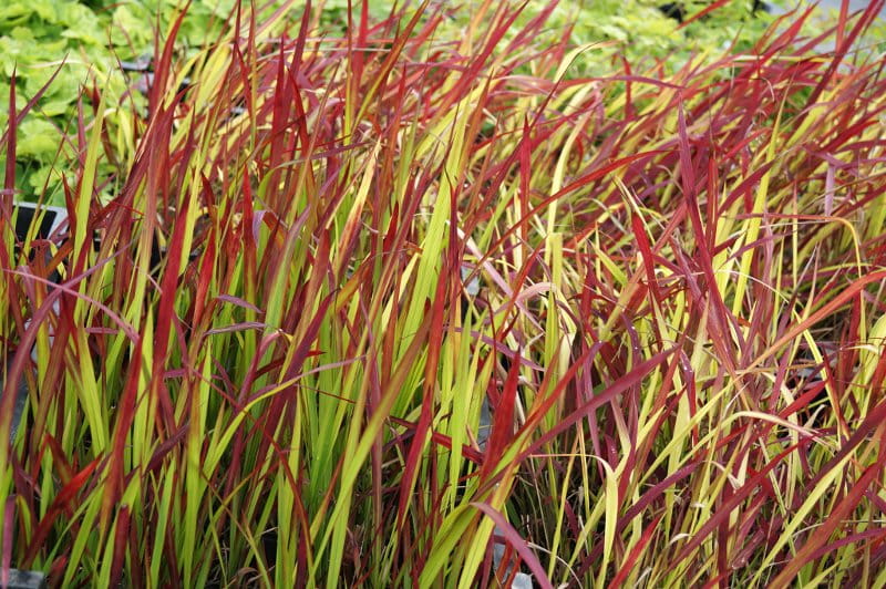 Blutgras 'Red Baron' • Imperata cylindrica 'Red Baron' Ansicht 3