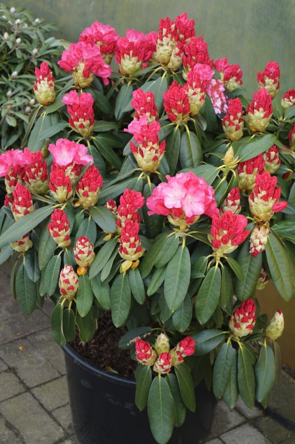Rhododendron 'Fantastica' • Rhododendron yakushimanum 'Fantastica' Ansicht 2