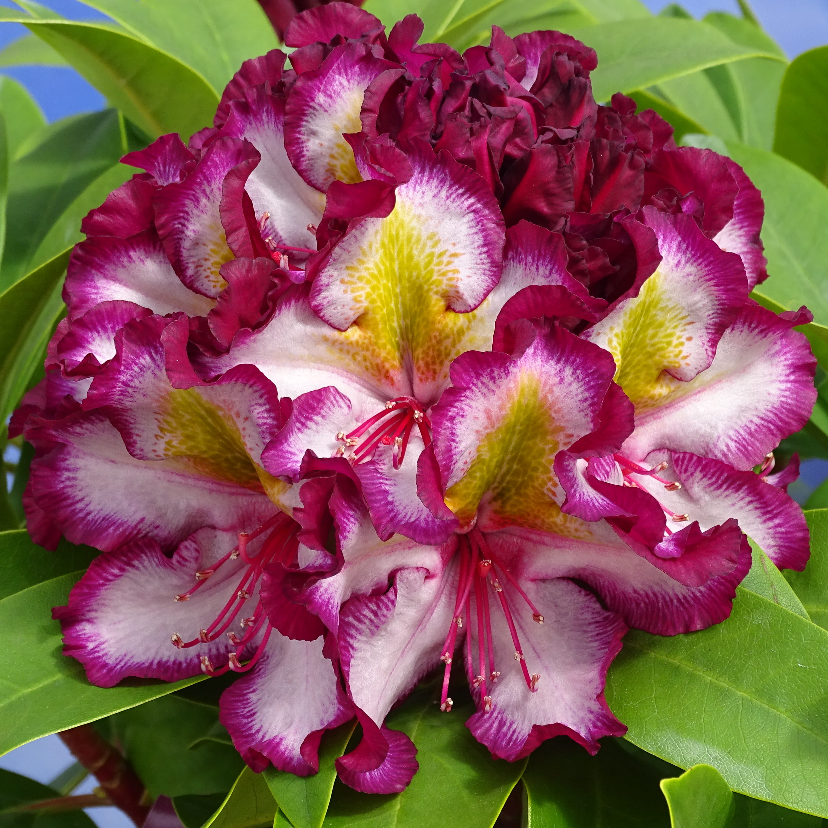 Rhododendron 'Pushy Purple'®, 'HAPPYdendron'® • Rhododendron 'Pushy Purple'®, 'HAPPYdendron'® Ansicht 3
