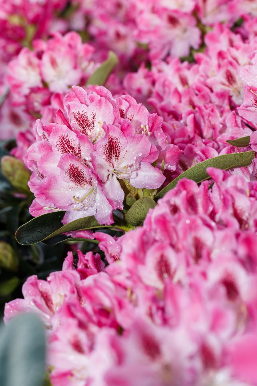Rhododendron 'Helen Martin' • Rhododendron Hybride 'Helen Martin'