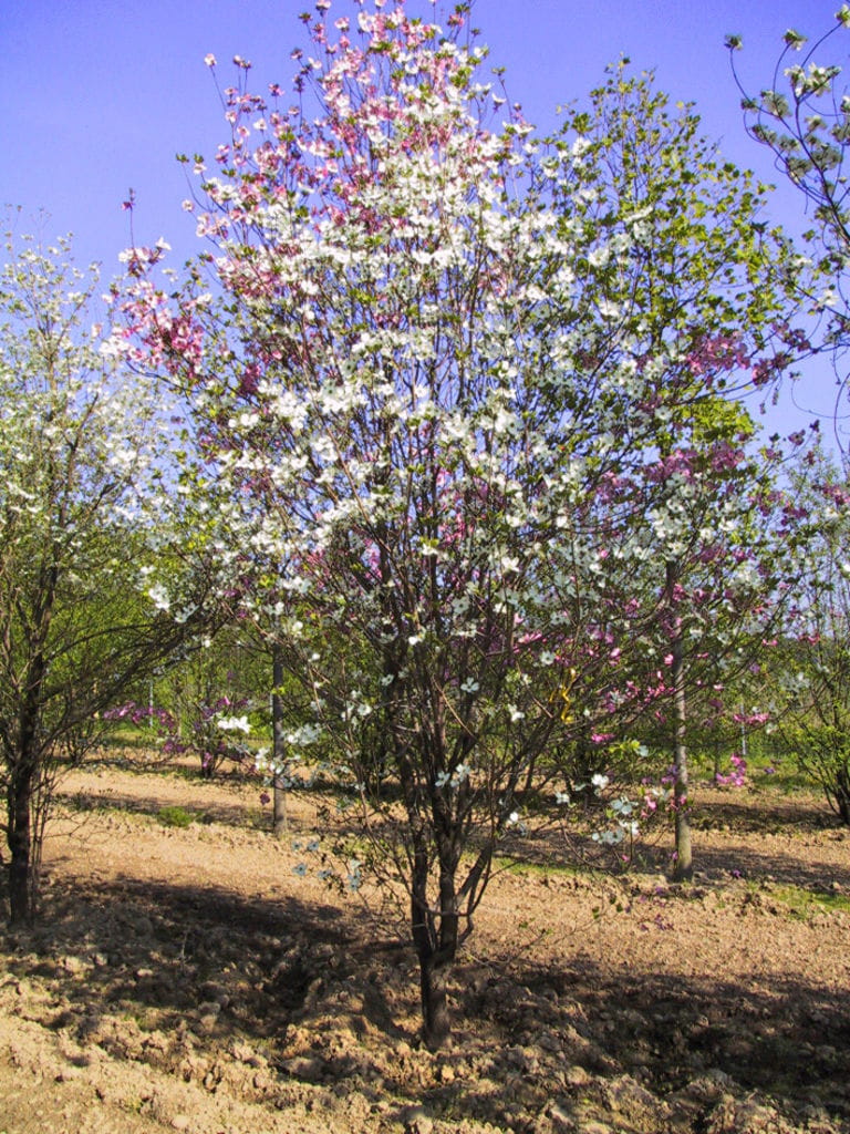 Amerikanischer Blumenhartriegel 'Rubra' • Cornus florida 'Rubra'