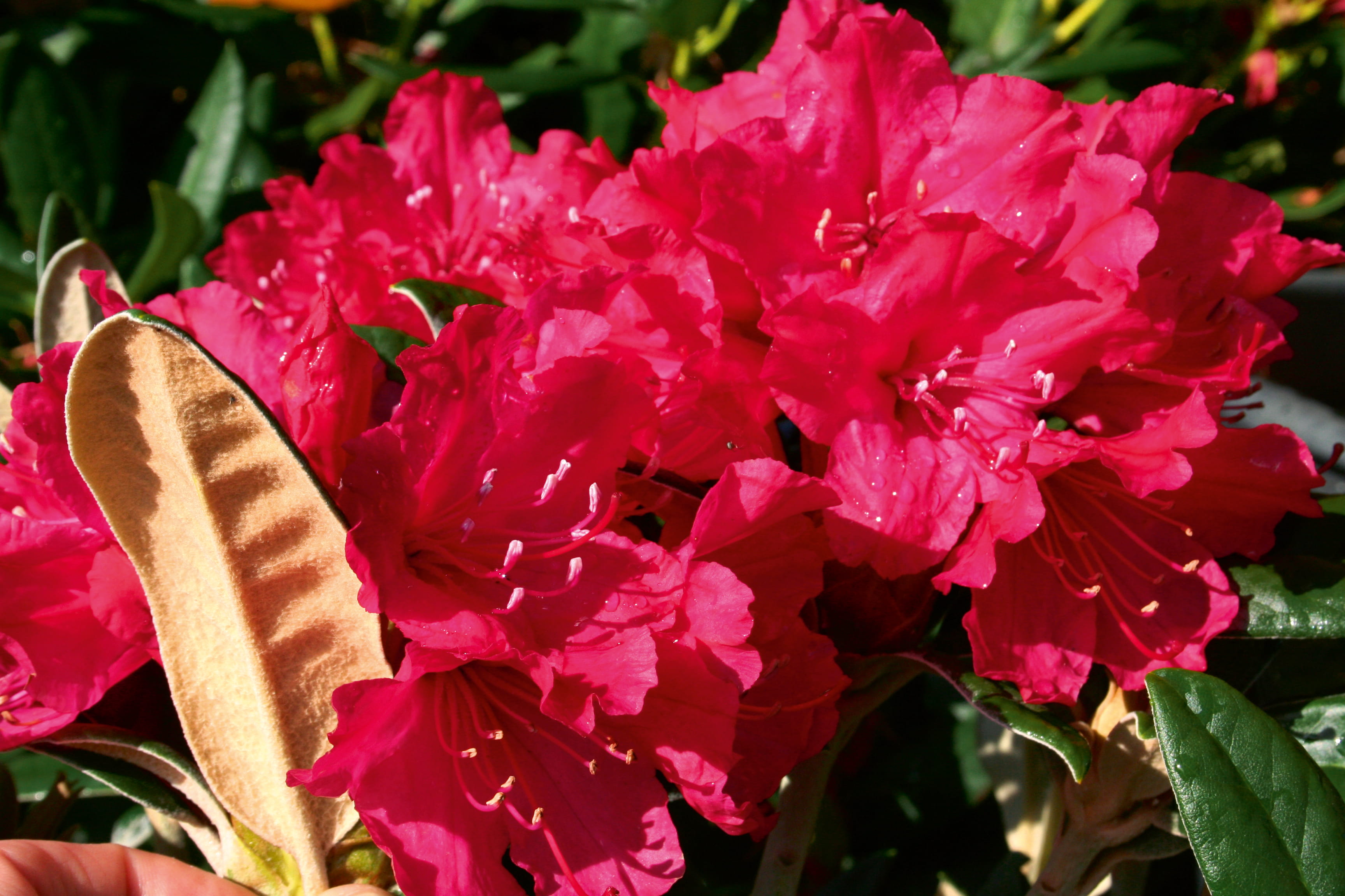 Rhododendron 'Weinlese' • Rhododendron smirnowii 'Weinlese' Ansicht 2