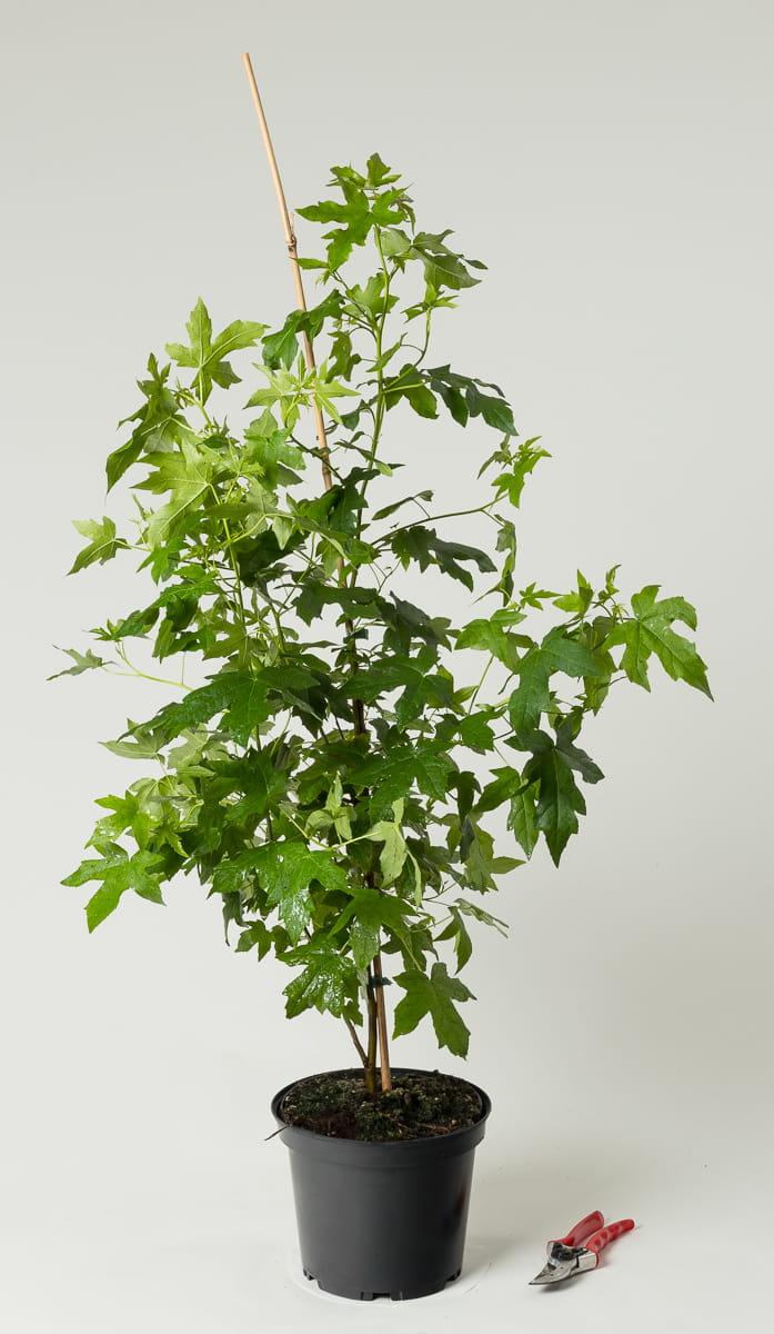 Amerikanischer Amberbaum • Liquidambar styraciflua Containerware 80-100 cm hoch, Ansicht 1