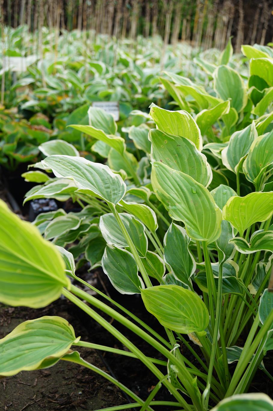 Garten-Lilien-Funkie So Sweet • Hosta plantaginea So Sweet Ansicht 7