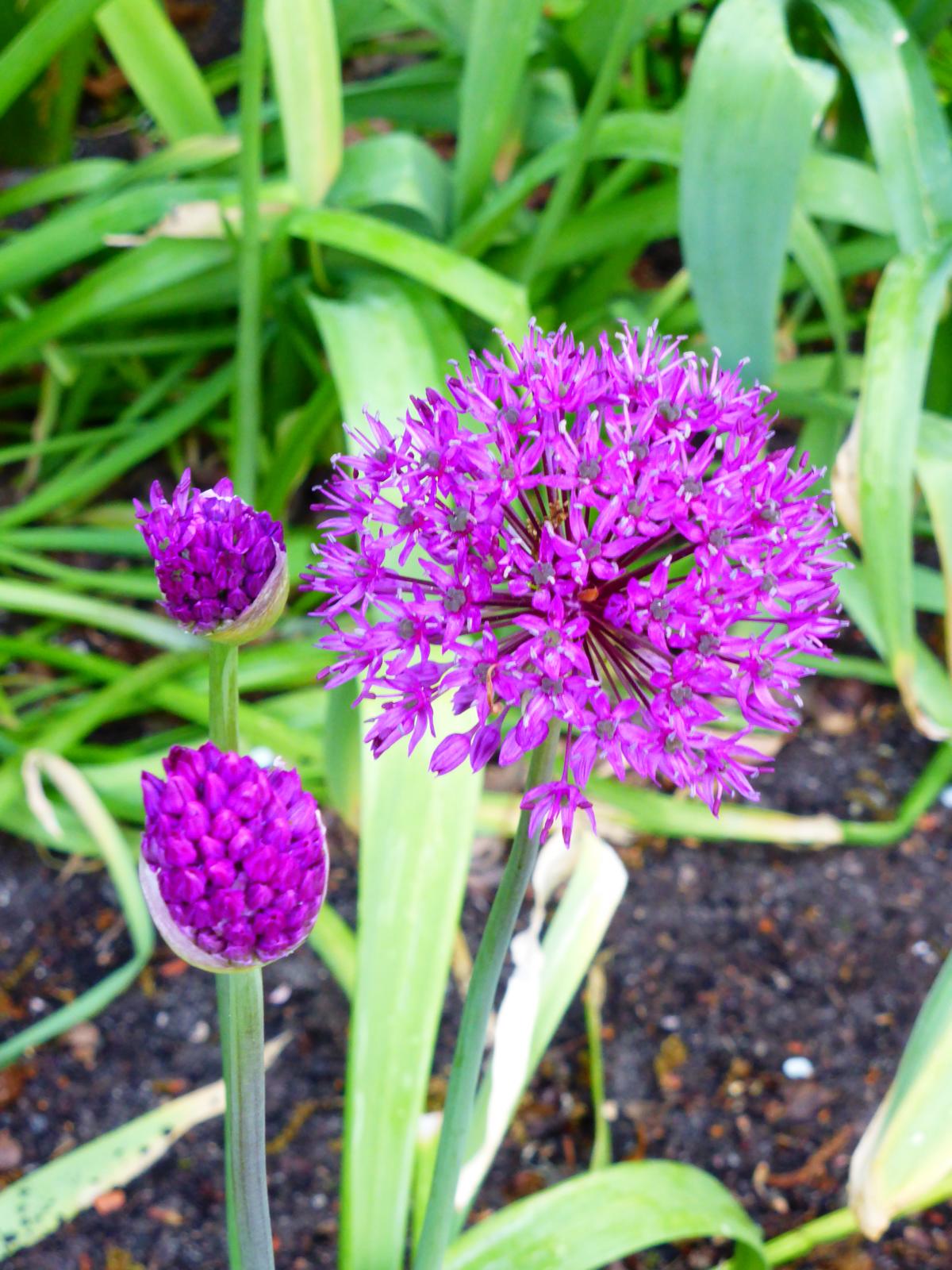 Kugel-Lauch Purple 'Sensation' kaufen