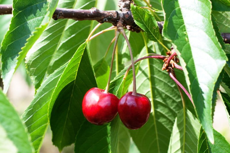 Süßkirsche 'Büttners rote Knorpelkirsche' • Prunus avium 'Büttners rote Knorpelkirsche' Ansicht 1