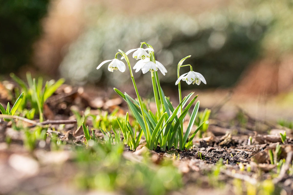 Blumenzwiebel - Galanthus nivalis 'Flore Pleno' 7er Packung