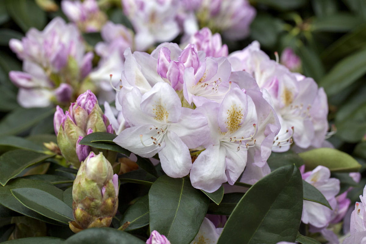 Rhododendron 'Gomer Waterer' • Rhododendron Hybride 'Gomer Waterer' Ansicht 1