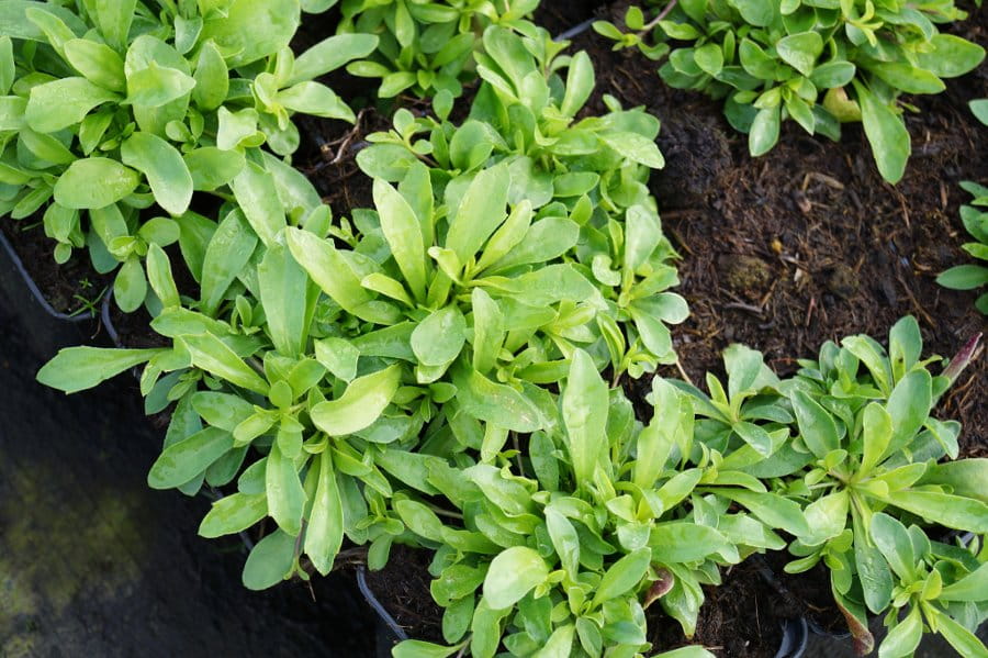 Schaumkresse 'Glacier' • Arabis procurrens 'Glacier' Ansicht 4
