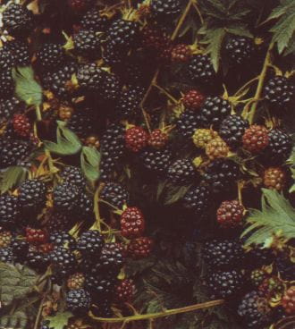 Brombeere 'Thornless Evergreen' • Rubus fruticosus 'Thornless Evergreen'