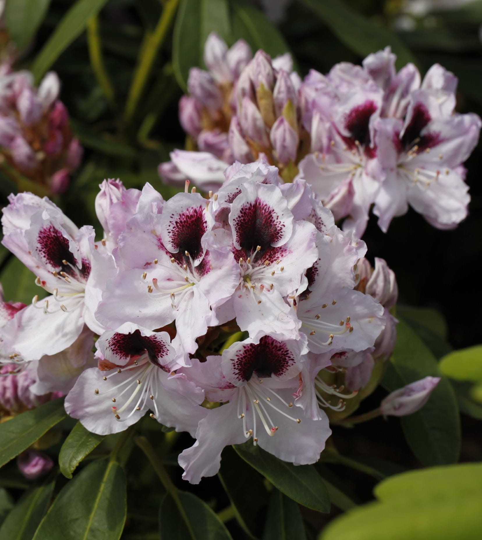 Rhododendron 'Herbstgruß' • Rhododendron Hybride 'Herbstgruß'
