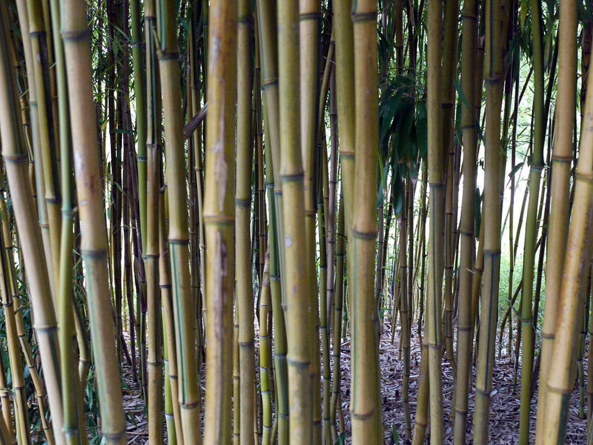 Zick-Zack-Bambus 'spectabilis' • Phyllostachys aureosulcata 'spectabilis' Ansicht 3