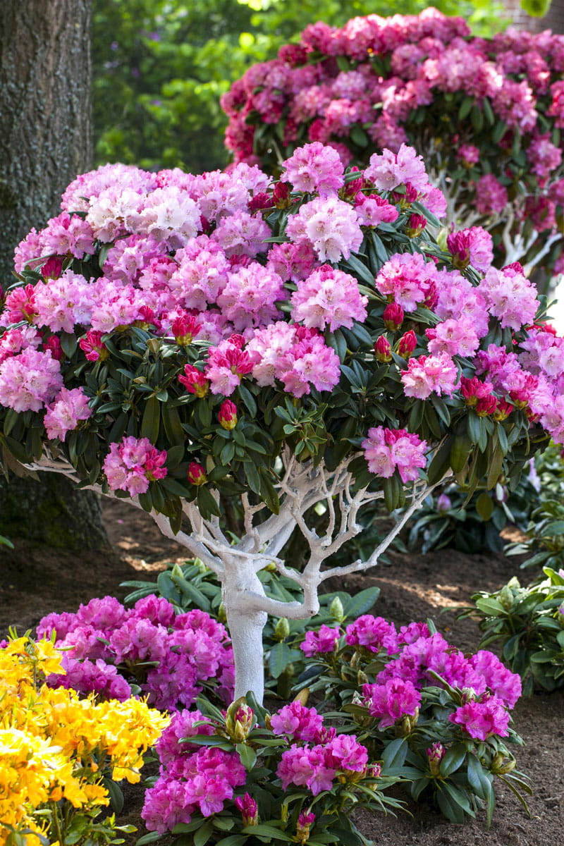 Rhododendron 'Arabella' • Rhododendron yakushimanum 'Arabella'