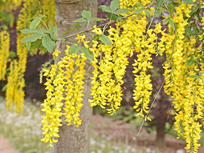 Edel-Goldregen 'Vossii' • Laburnum watereri 'Vossii' Containerware 125-150 cm hoch, Solitärpflanze Ansicht 3