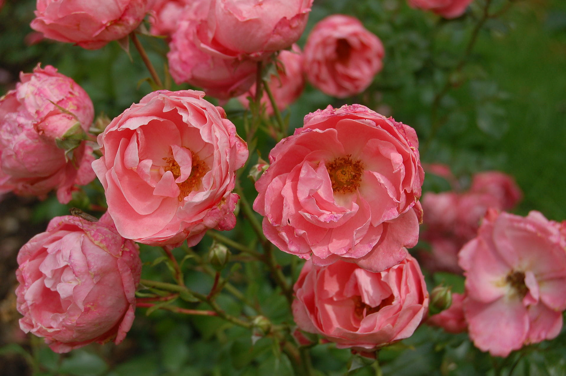Rose Blühwunder kaufen