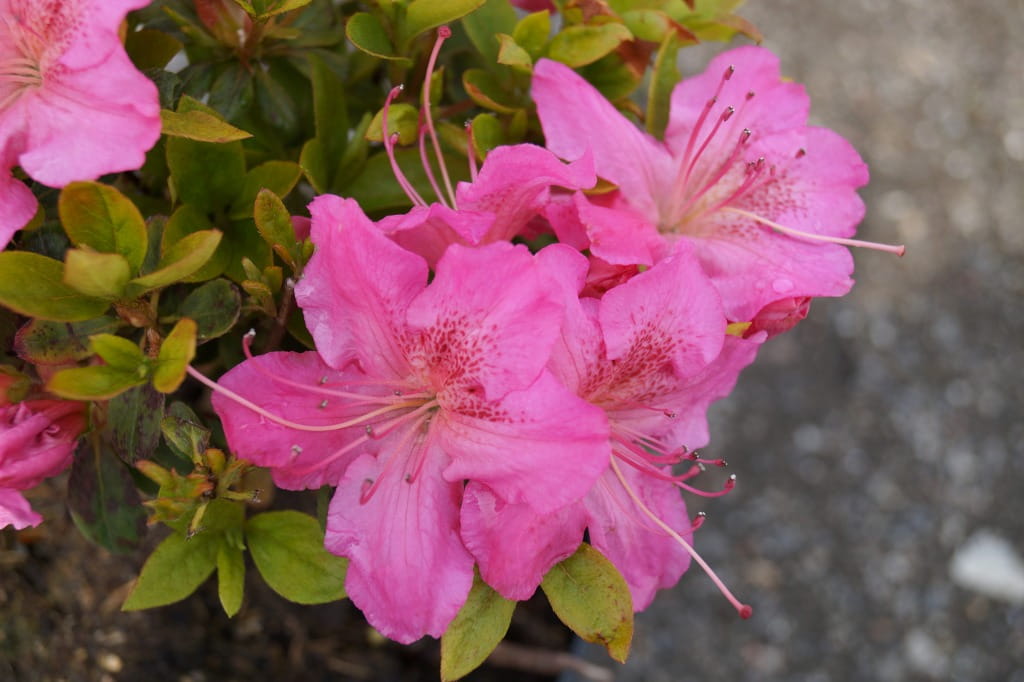 Japanische Azalee 'Kirstin' • Rhododendron obtusum 'Kirstin' Ansicht 1